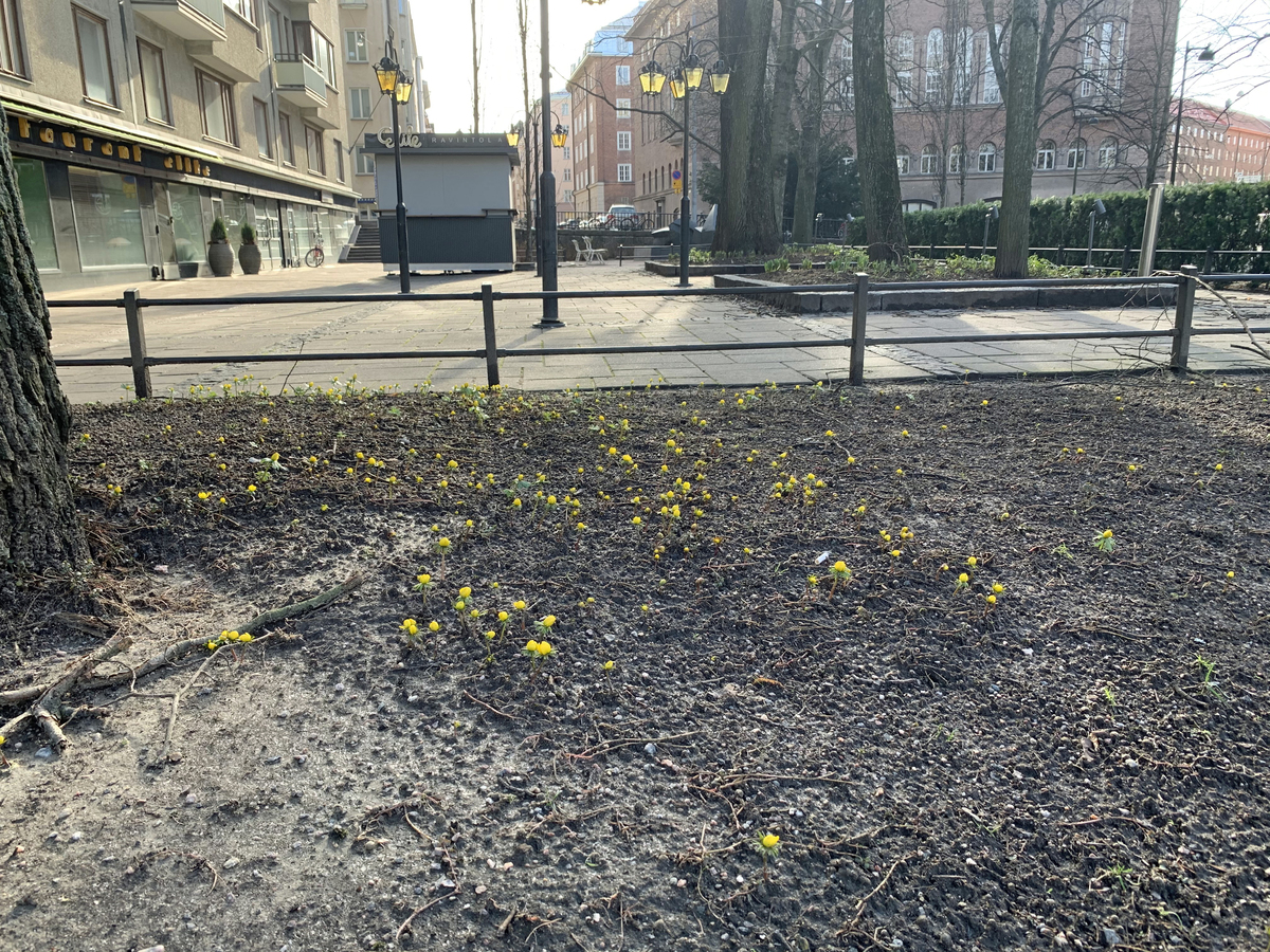 Keltaisia kukkia Töölössä, Mikä Waltarin puisto