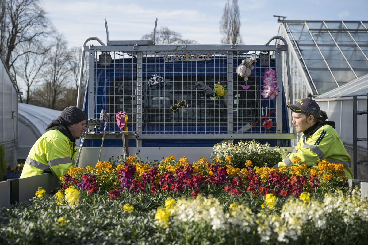Kevätkukkia noudetaan Helsingin kaupunginpuutarhalla