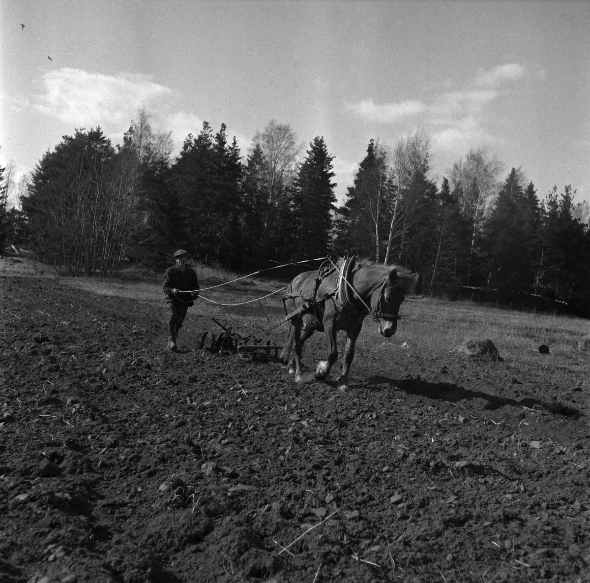 Mies ja hevonen kyntämässä Levanderin pellolla Herttoniemessä