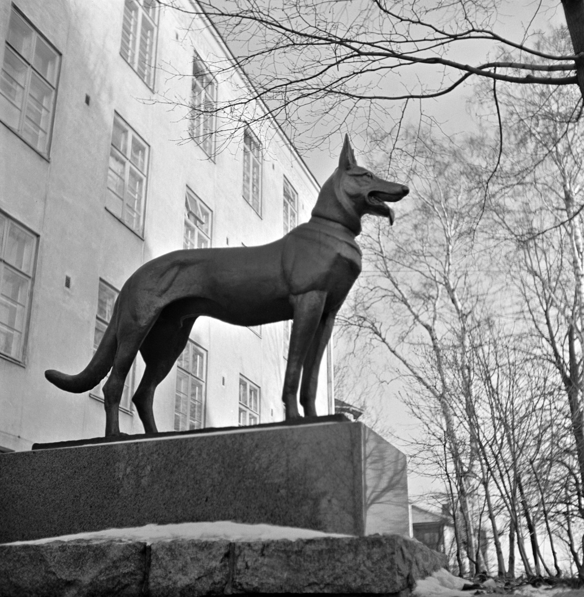 Veistos Pekka-koira, kuvanveistäjä Emil Cedercreutz 1934, Salus-sairaalan edessä, Kalliolinnantie 4