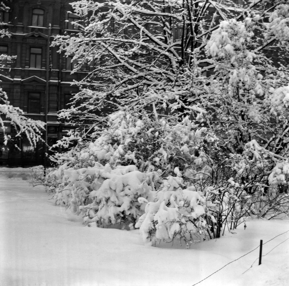 Luminen pensas  Runebergin Esplanaadilla