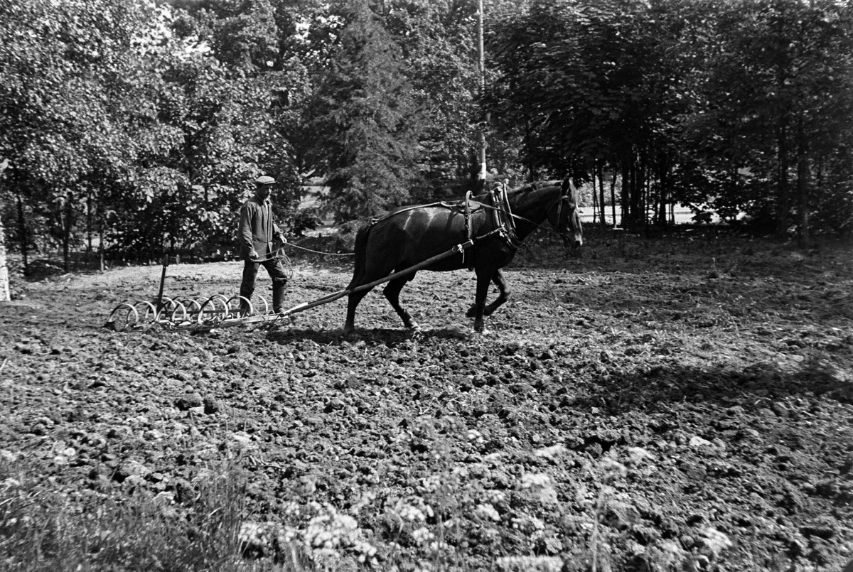 Mies ja hevonen Kaartintorpan pellolla äestämässä eli maata kääntämässä