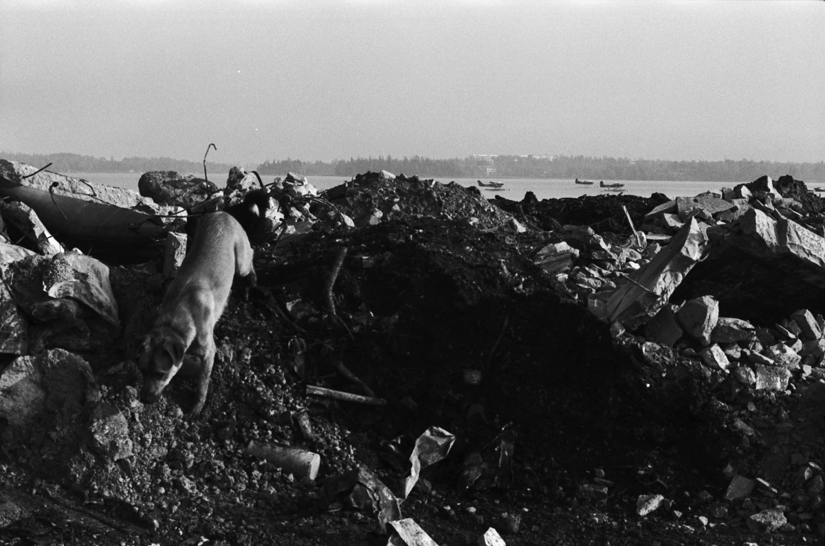 Hermanni, koira täyttömaalla Vanhankaupunginlahden rannalla