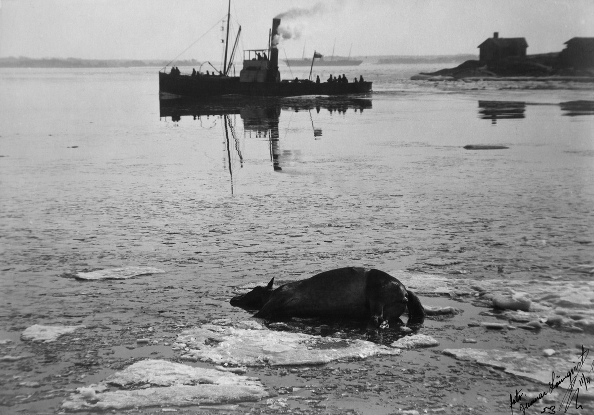 Helsingin valtaus 1918, ammuttu hevonen satamassa